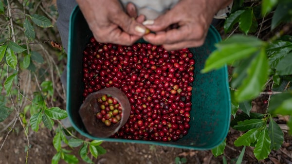 Governo destina R$ 1,3 bi para produtores de café atingidos pelas geadas Governo destina R$ 1,3 bi para produtores de café atingidos pelas geadas