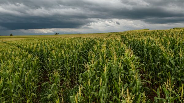 China to Speed Corn Imports from Brazil Amid Ukraine War, US Tensions China to Speed Corn Imports from Brazil Amid Ukraine War, US Tensions