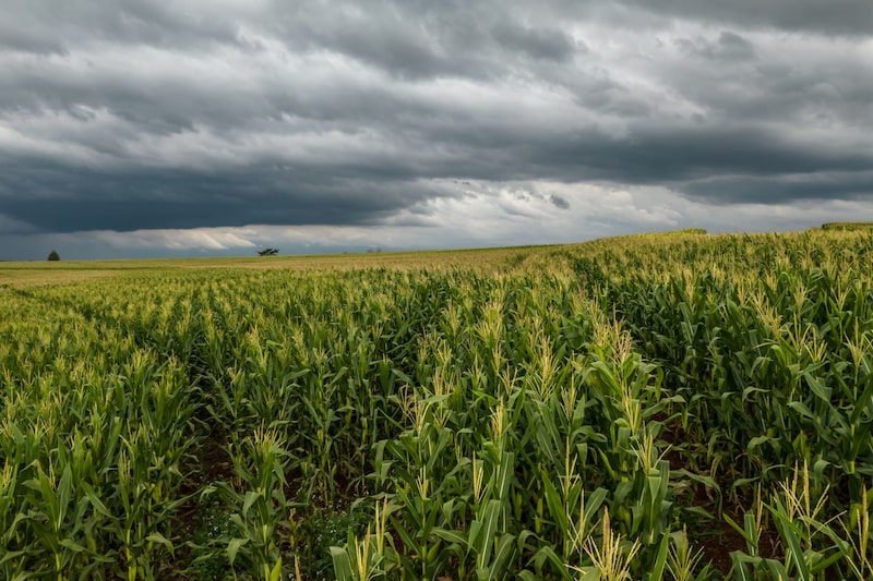 Corn producers and exporters were informed of China’s decision by the Brazilian agriculture ministry in a meeting on August 5. Corn producers and exporters were informed of China’s decision by the Brazilian agriculture ministry in a meeting on August 5.