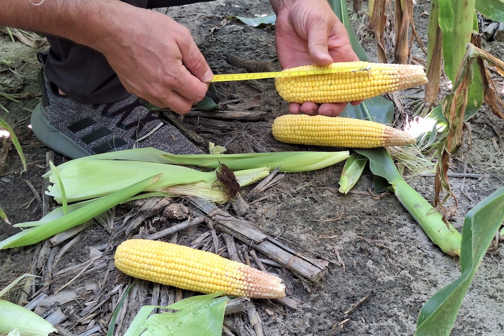 Una persona mide una mazorca de maíz durante una inspección de cultivos en un campo agrícola. Una persona mide una mazorca de maíz durante una inspección de cultivos en un campo agrícola.