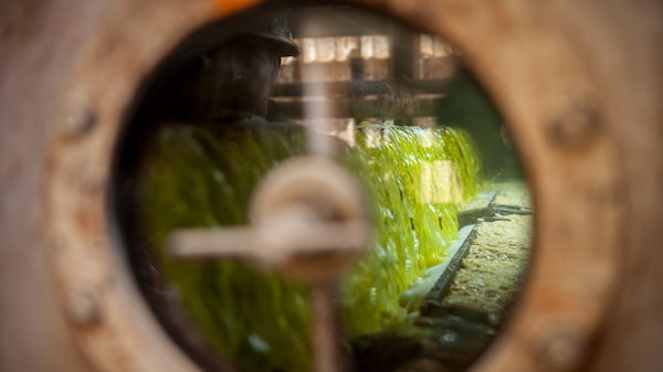 Aceite de soja argentino cotiza en mínimos de una década frente al de EE.UU. Aceite de soja argentino cotiza en mínimos de una década frente al de EE.UU.