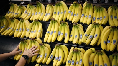 Panamá firma un acuerdo con el gigante bananero Chiquita para reanudar operaciones Panamá firma un acuerdo con el gigante bananero Chiquita para reanudar operaciones