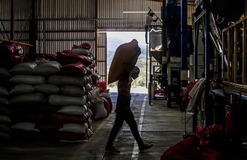 Un hombre lleva un saco de granos de café secos en una planta de procesamiento en Matagalpa, Nicaragua. Foto: Inti Ocon/AFP/Getty Images Un hombre lleva un saco de granos de café secos en una planta de procesamiento en Matagalpa, Nicaragua. Foto: Inti Ocon/AFP/Getty Images