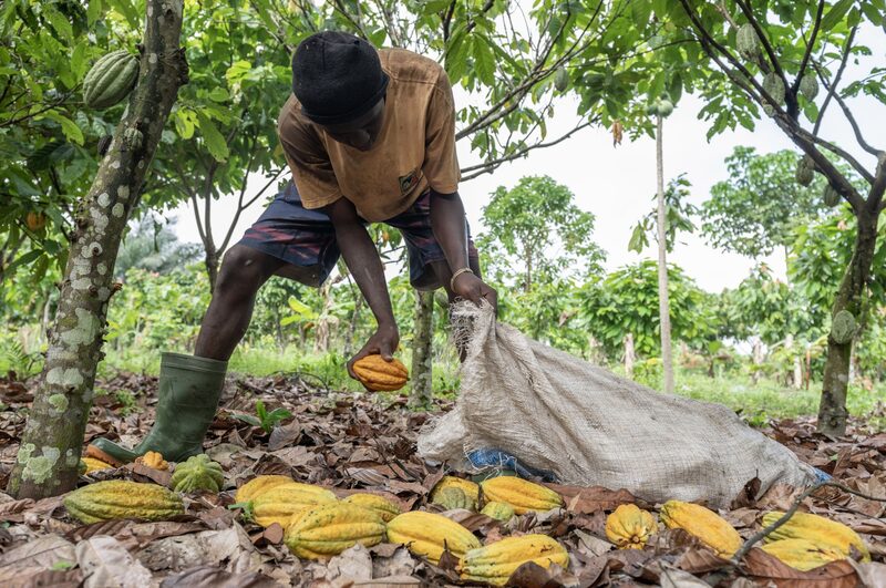 Un trabajador recoge en un saco las vainas de cacao cortadas de los árboles en una granja de Azaguie, Costa de Marfil, el viernes 18 de noviembre de 2022. Un trabajador recoge en un saco las vainas de cacao cortadas de los árboles en una granja de Azaguie, Costa de Marfil, el viernes 18 de noviembre de 2022.