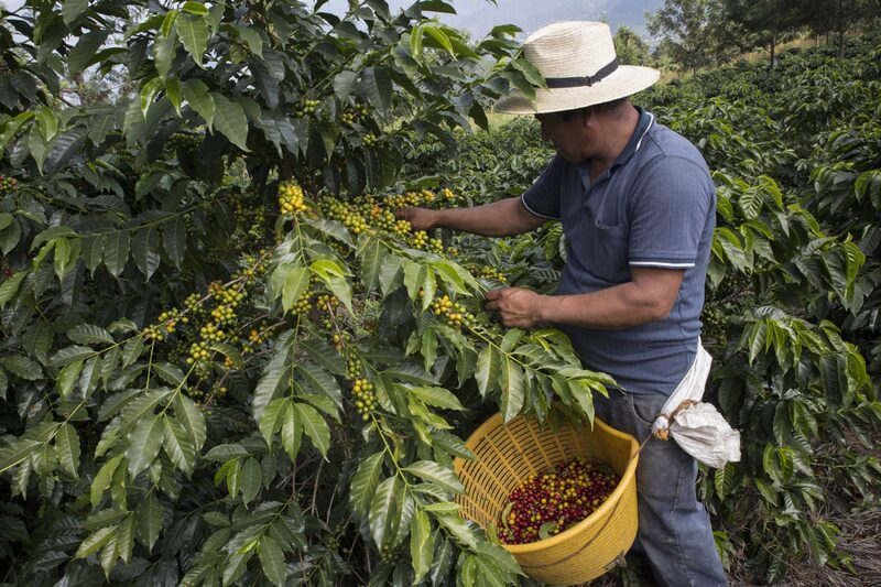 Es uno de los productos que exporta el país hacia Israel y que se espera pueda fortalecerse con el acuerdo comercial. Es uno de los productos que exporta el país hacia Israel y que se espera pueda fortalecerse con el acuerdo comercial.