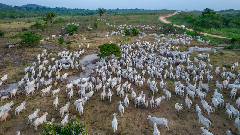 Atividade agropecuária do Brasil cresce 10% em 2021. Se fosse um país, seria a sétima economia da América Latina Atividade agropecuária do Brasil cresce 10% em 2021. Se fosse um país, seria a sétima economia da América Latina
