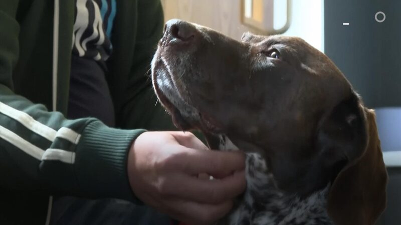 Los perros son animales suficientemente longevos como para servir como un mejor modelo de envejecimiento humano que los ratones y los suficientemente corto para hacer la prueba en pocos años. Los perros son animales suficientemente longevos como para servir como un mejor modelo de envejecimiento humano que los ratones y los suficientemente corto para hacer la prueba en pocos años.