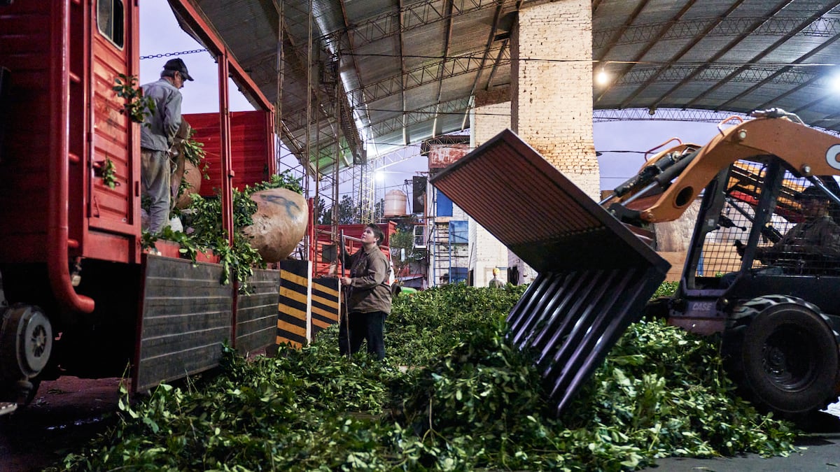 Trabajadores descargan sacos de yerba mate recién cosechada en Oberá. Fotógrafa: Natalia Favre/Bloomberg