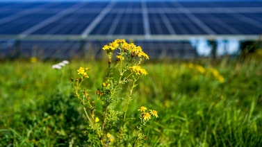 Los inversores se vuelcan a la venta de deuda verde pese a retrocesos en las normativas Los inversores se vuelcan a la venta de deuda verde pese a retrocesos en las normativas