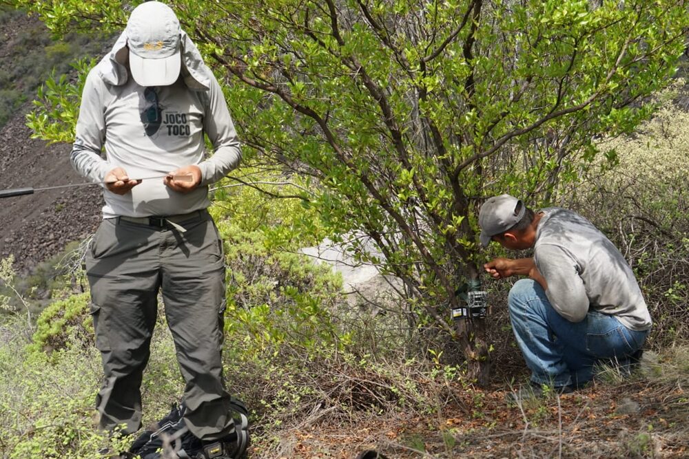 Iguana rosada de Galápagos. Foto: Cortesía Fundación Jocotoco Iguana rosada de Galápagos. Foto: Cortesía Fundación Jocotoco