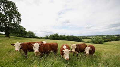 Minerva negocia la compra de frigorífico en Uruguay de la japonesa NH Foods Minerva negocia la compra de frigorífico en Uruguay de la japonesa NH Foods