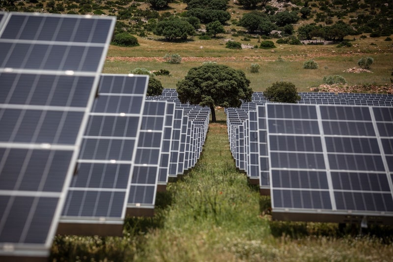 Un árbol crece entre los paneles fotovoltaicos de una planta solar. Fotógrafo: Bloomberg Creative Photos. Un árbol crece entre los paneles fotovoltaicos de una planta solar. Fotógrafo: Bloomberg Creative Photos.