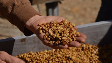 Adaptação começa no solo: como El Niño transforma a produção de café na América Central Adaptação começa no solo: como El Niño transforma a produção de café na América Central