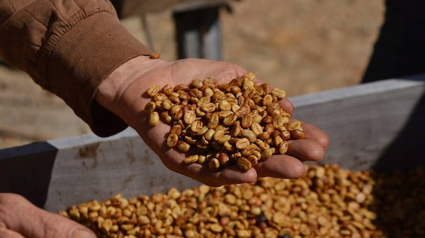 Mais árvores e menos exposição: El Niño reinventa produção de café na América Central Mais árvores e menos exposição: El Niño reinventa produção de café na América Central