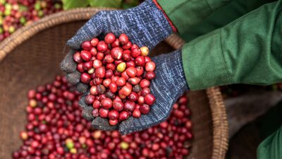 Clima seco ameaça a produção global de café e preocupa empresas como a Nestlé Clima seco ameaça a produção global de café e preocupa empresas como a Nestlé