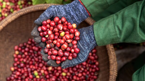 Clima seco ameaça a produção global de café e preocupa empresas como a Nestlé Clima seco ameaça a produção global de café e preocupa empresas como a Nestlé