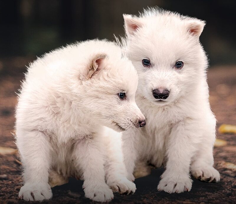 ¿Cómo es el “lobo terrible”, la especie extinta que científicos ‘resucitaron’? ¿Cómo es el “lobo terrible”, la especie extinta que científicos ‘resucitaron’?