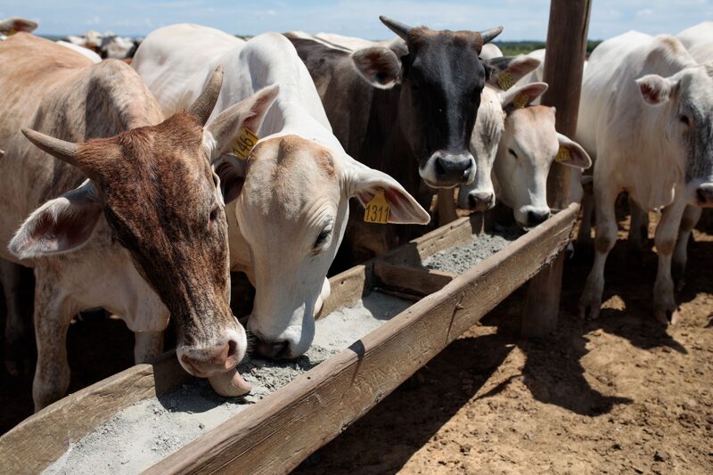 Ganado en un rancho de Sao Paulo Ganado en un rancho de Sao Paulo