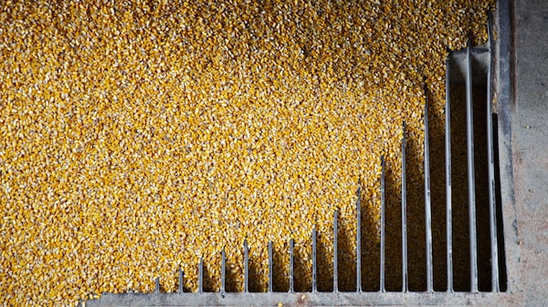 Los silos de Brasil acumulan maíz tras cosecha récord en región clave Los silos de Brasil acumulan maíz tras cosecha récord en región clave