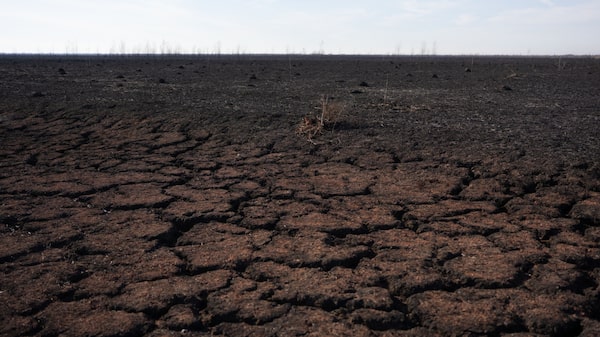 Producción de soja en argentina 2022: sequía provoca retraso histórico en la siembra Producción de soja en argentina 2022: sequía provoca retraso histórico en la siembra