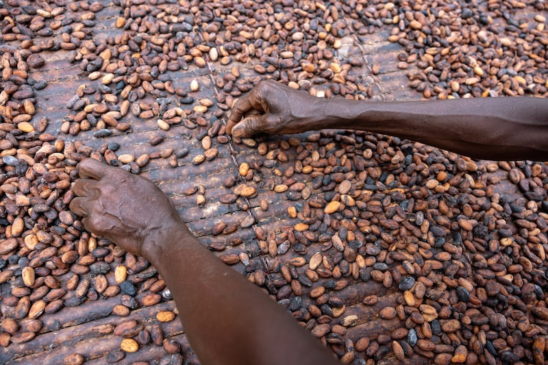 El cacao cae a su nivel más bajo en más de una semana: las razones El cacao cae a su nivel más bajo en más de una semana: las razones