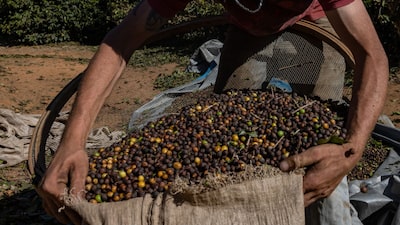 Alívio para o Brasil? Trump planeja reduzir tarifas sobre o café, diz Bessent Alívio para o Brasil? Trump planeja reduzir tarifas sobre o café, diz Bessent