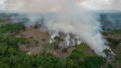 Crimen organizado impulsa un “colapso ecológico” con la destrucción de la Amazonía, según reporte Crimen organizado impulsa un “colapso ecológico” con la destrucción de la Amazonía, según reporte