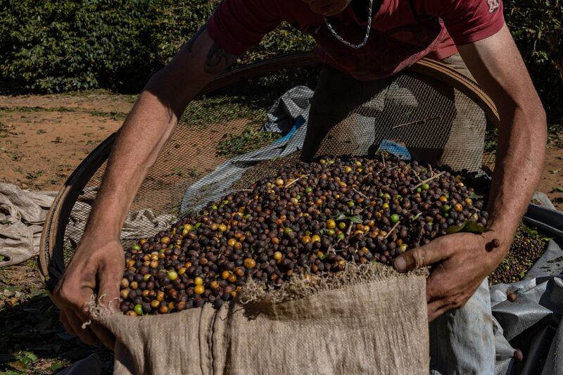 Un trabajador empaqueta cerezas de café durante la cosecha en Jacutinga, estado de Minas Gerais, Brasil, el jueves 31 de julio de 2025. Un trabajador empaqueta cerezas de café durante la cosecha en Jacutinga, estado de Minas Gerais, Brasil, el jueves 31 de julio de 2025.