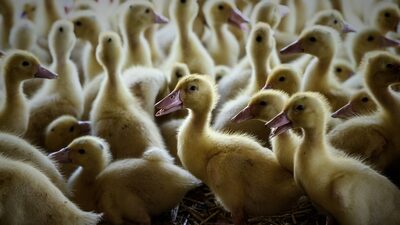 EUA investigam caso de gripe aviária H5N9 em fazenda de patos na Califórnia EUA investigam caso de gripe aviária H5N9 em fazenda de patos na Califórnia