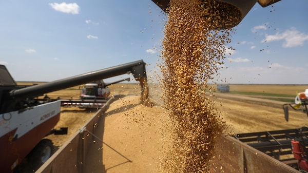 Fideicomiso de Trigo en Argentina aumentará los costos de los productores, según analistas Fideicomiso de Trigo en Argentina aumentará los costos de los productores, según analistas