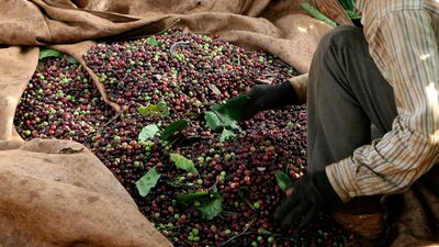 Café mais barato? Vietnã colhe safra turbinada por chuvas e pode aliviar preço global Café mais barato? Vietnã colhe safra turbinada por chuvas e pode aliviar preço global