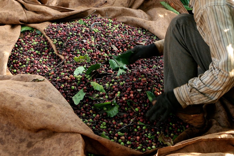 As condições climáticas têm sido boas nas principais regiões de cultivo As condições climáticas têm sido boas nas principais regiões de cultivo