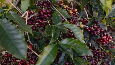 El mejor café será más difícil de conseguir debido a las fuertes lluvias que azotan los árboles de Brasil El mejor café será más difícil de conseguir debido a las fuertes lluvias que azotan los árboles de Brasil