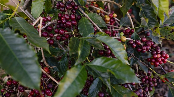 El mejor café será más difícil de conseguir debido a las fuertes lluvias que azotan los árboles de Brasil El mejor café será más difícil de conseguir debido a las fuertes lluvias que azotan los árboles de Brasil