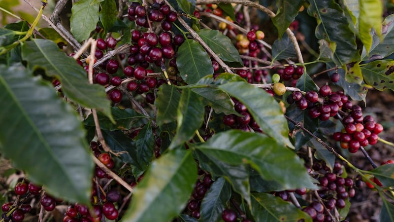 El mejor café será más difícil de conseguir debido a las fuertes lluvias que azotan los árboles de Brasil El mejor café será más difícil de conseguir debido a las fuertes lluvias que azotan los árboles de Brasil