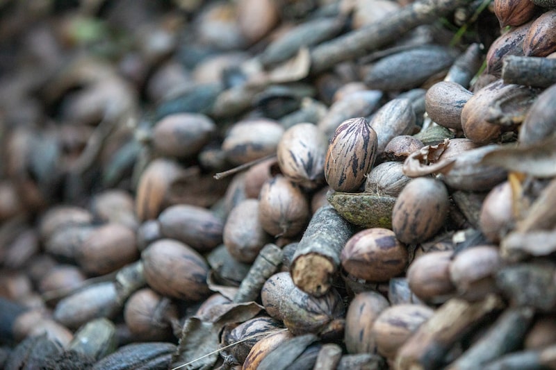 A Georgia Pecan Harvest As Prices Remain Low A Georgia Pecan Harvest As Prices Remain Low