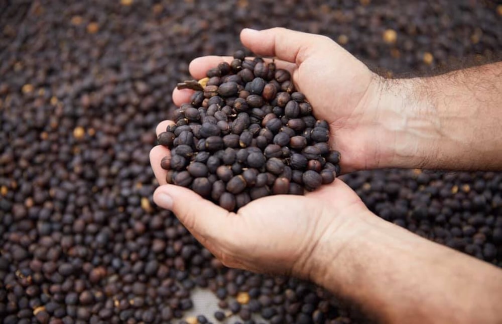 El café más caro del mundo en 2024 El café más caro del mundo en 2024