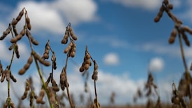 Crisis en Medio Oriente amenaza con golpear al agro colombiano y hacer efecto dominó en la inflación Crisis en Medio Oriente amenaza con golpear al agro colombiano y hacer efecto dominó en la inflación