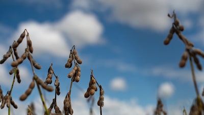 Como a agricultura regenerativa no Brasil se tornou parte do plano global da Engie Como a agricultura regenerativa no Brasil se tornou parte do plano global da Engie