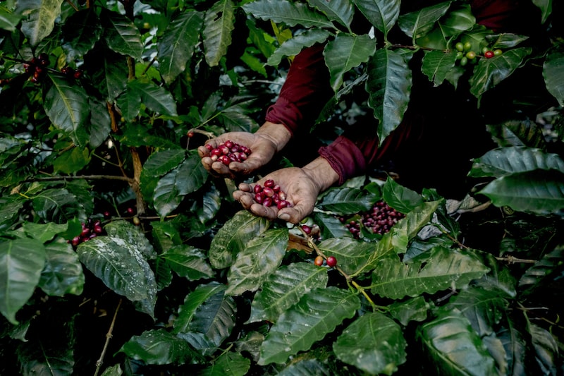Granos de café recogidos a mano durante la cosecha. Granos de café recogidos a mano durante la cosecha.