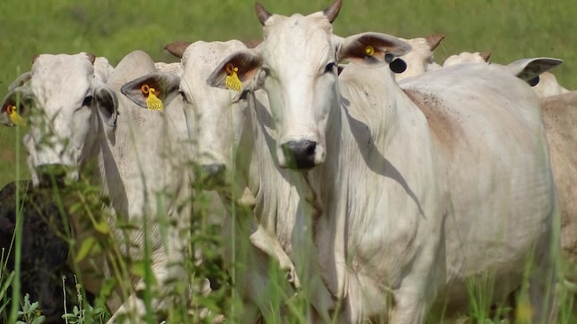 Conteúdo Patrocinado Conteúdo Patrocinado