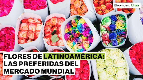 Las flores de Latinoamérica van a la conquista de nuevos mercados Las flores de Latinoamérica van a la conquista de nuevos mercados