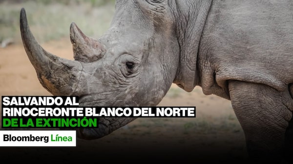 Salvando al rinoceronte blanco del norte de la extinción Salvando al rinoceronte blanco del norte de la extinción