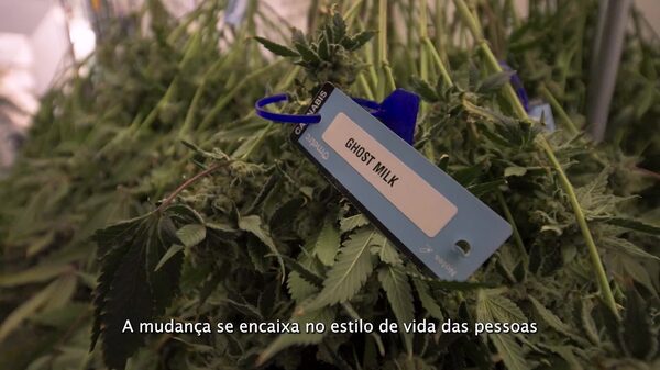 Cannabis está em alta, álcool está em baixa para as festas de fim de ano Cannabis está em alta, álcool está em baixa para as festas de fim de ano