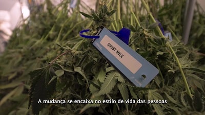 Cannabis está em alta, álcool está em baixa para as festas de fim de ano Cannabis está em alta, álcool está em baixa para as festas de fim de ano