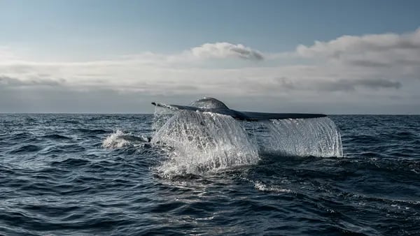 Impacto de parques eólicos en hábitat de ballenas sigue siendo un misteriodfd