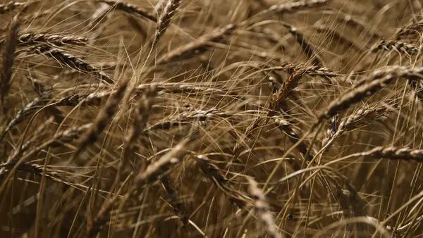 Amplia cosecha de trigo en EE.UU. ayudaría a traer alivio a los mercados globalesdfd