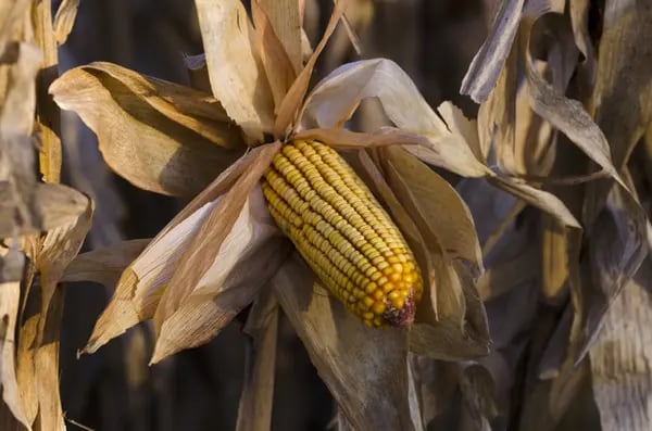 An ear of corn hangs on a stalk during harvest in Ines Indart, Argentina. Photographer: Diego Giudice/Bloomberg