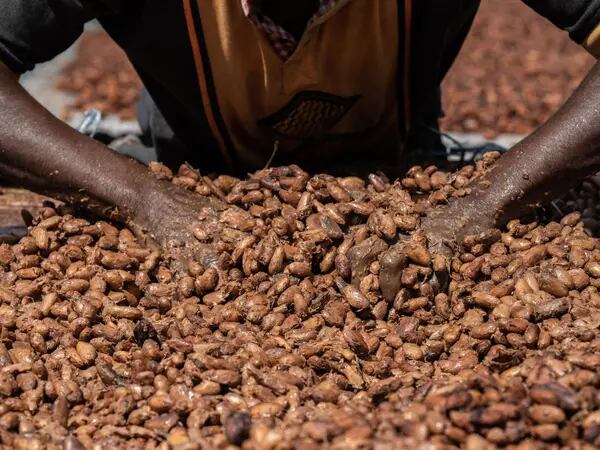 El cacao se encamina a su mayor alza mensual en dos décadas por temor sobre cosechasdfd