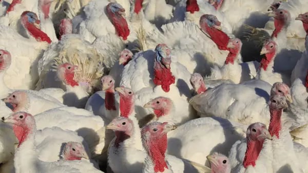 Identifican nuevos casos de gripe aviar en Pensilvania y Utahdfd
